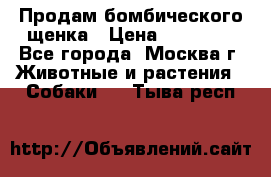 Продам бомбического щенка › Цена ­ 30 000 - Все города, Москва г. Животные и растения » Собаки   . Тыва респ.